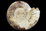 Perisphinctes Ammonite - Jurassic #90458-1